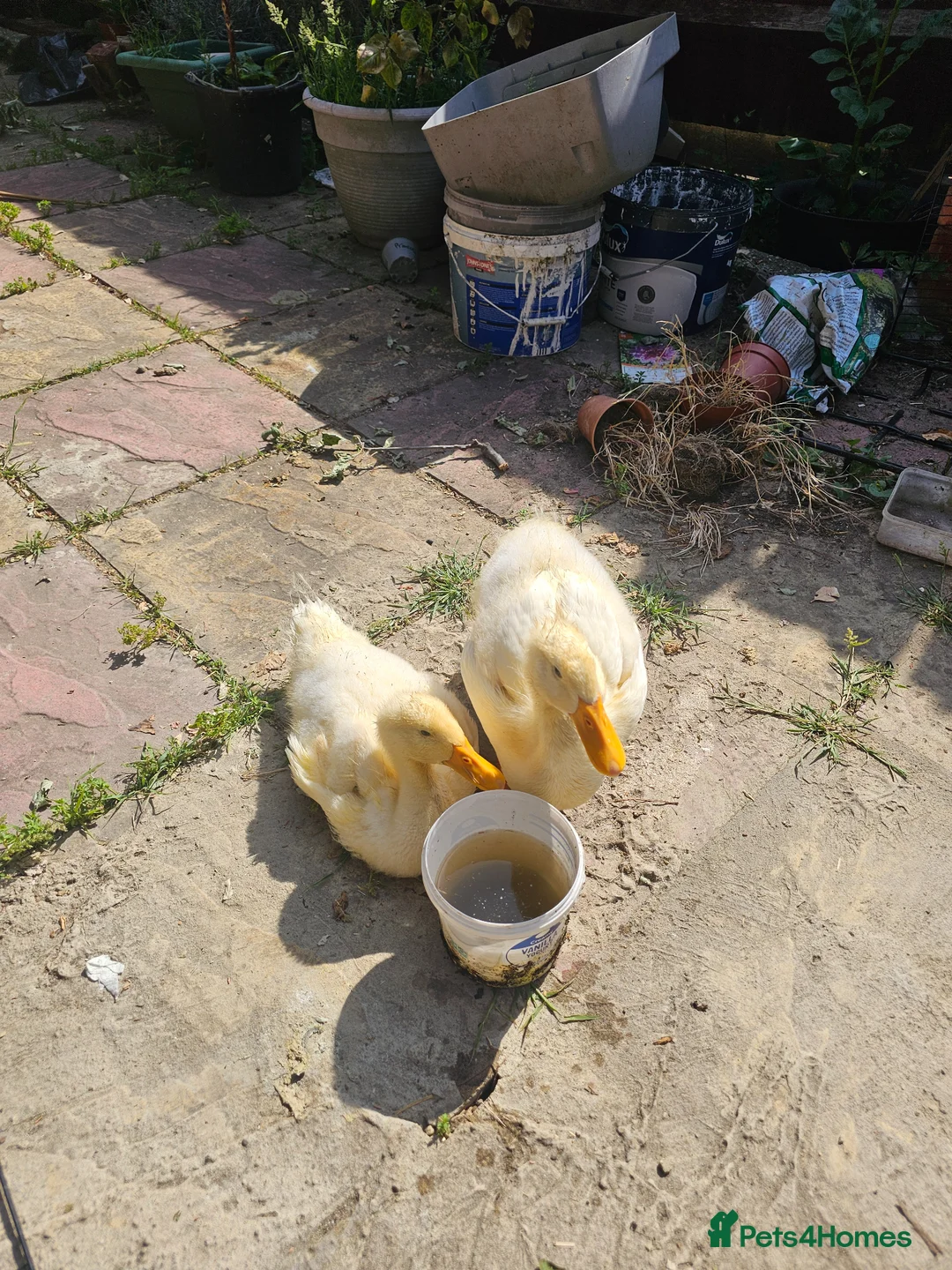 Ducks poultry for sale: 2 Aylesbury Ducklings - Advert 1