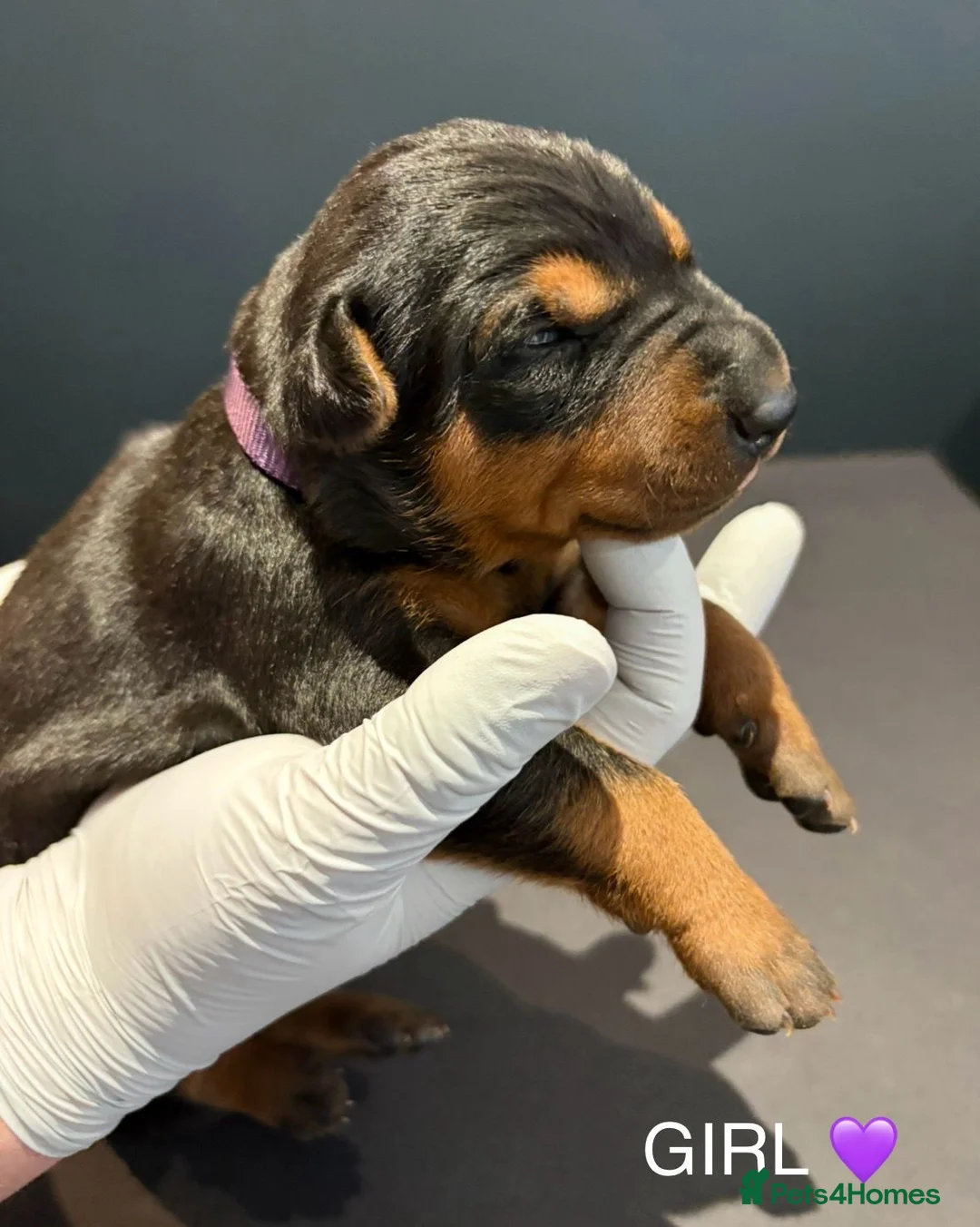 Chinese Red Dog dogs for sale: Stunning (Laizhou hong) Chinese red dog puppies  - Advert 2