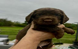 Cocker Spaniel dogs for sale: Cocker Spaniel Purebred Puppies Bitches available - Image 12