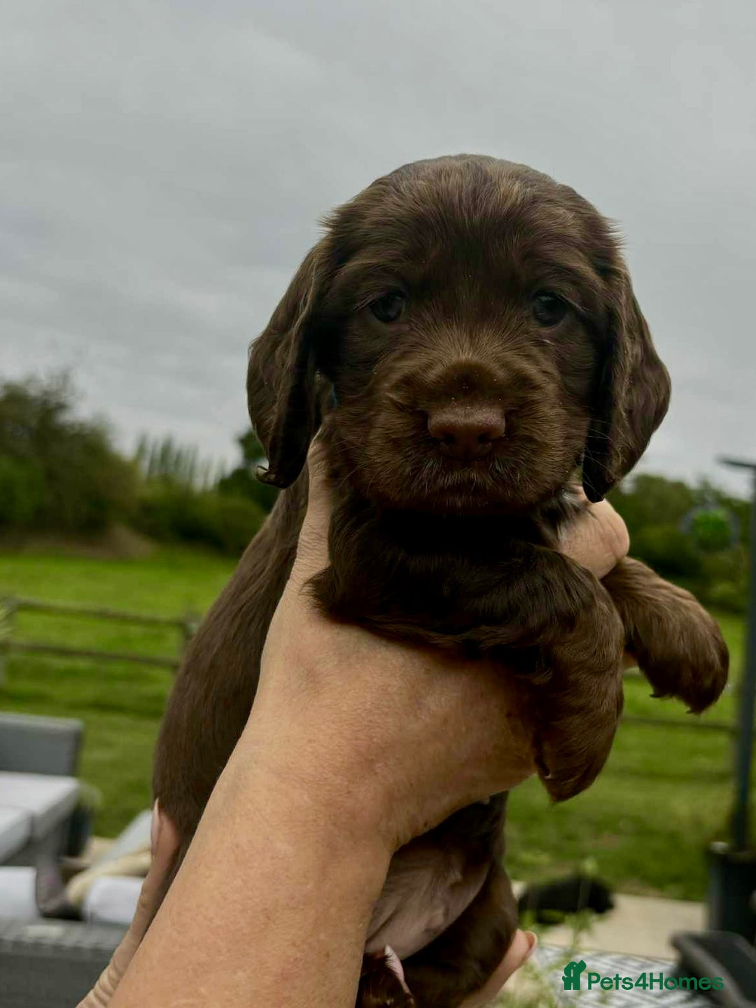 Cocker Spaniel dogs for sale: Cocker Spaniel Purebred Puppies Bitches available - Image 12