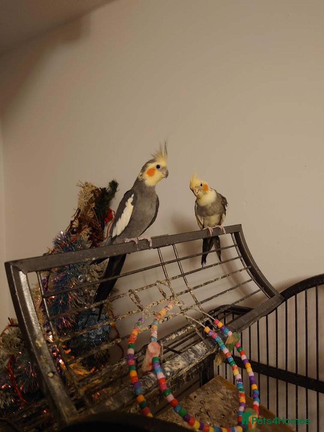 Cockatiels birds for sale: 1 male 1 female cockatiel - Advert 1