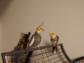 Cockatiels birds 1 male 1 female cockatiel - Advert 1