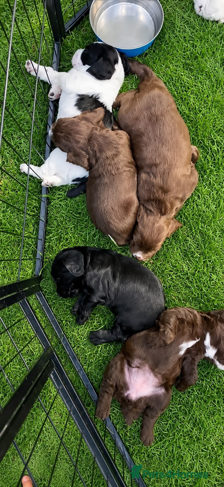 Cocker Spaniel dogs Beautiful Working Cocker Puppies. - Advert 2