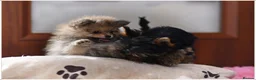 Pomeranian dogs for sale: WOLF SABLE FEMALE POMERANIAN RKC DNA  - Advert 6