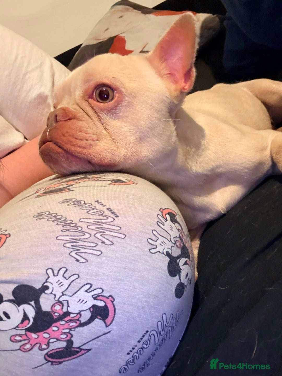 French Bulldog dogs for sale: Male French bulldog - Advert 6