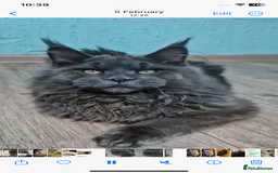 Maine Coon cats for sale: Championship line GCCF Maine Coon kittens  - Image 23