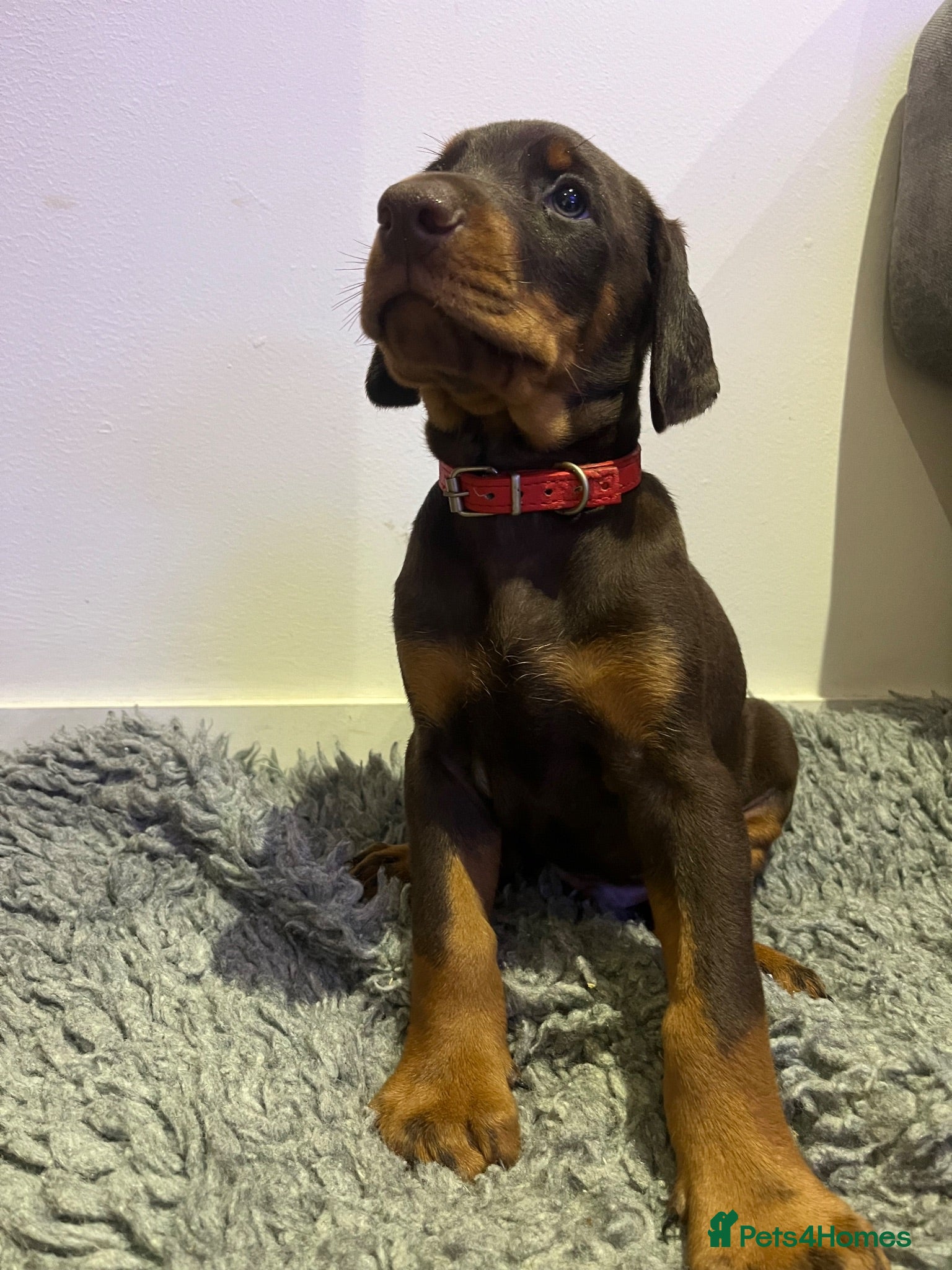 Dobermann dogs 🏆 Exceptional KC Registered Dobermann Puppies 🏆 - Advert 1