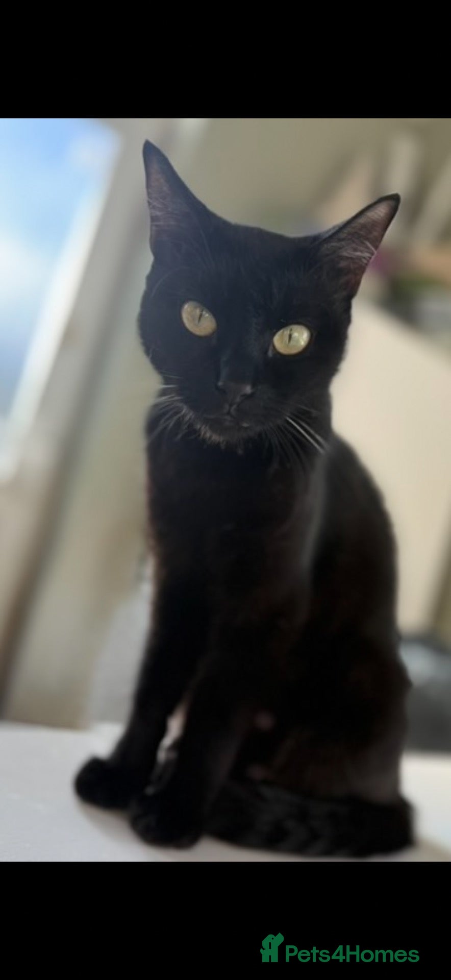 Domestic Shorthair cats 6 adorable kittens for sale - ready now  - Advert 9