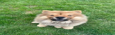 Red Chow Chow Girl