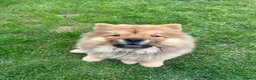 Chow Chow dogs for sale: Beautiful KC Registered Red Chow Chow Girl - Advert 1