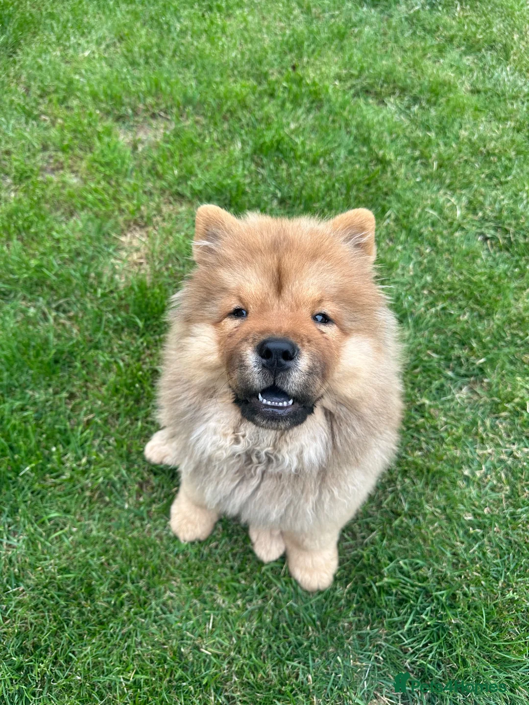 Chow Chow dogs for sale: Beautiful KC Registered Red Chow Chow Girl - Advert 1