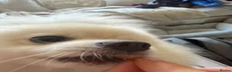 Pomeranian dogs for stud: Gorgeous white Pomeranian for stud  - Advert 3