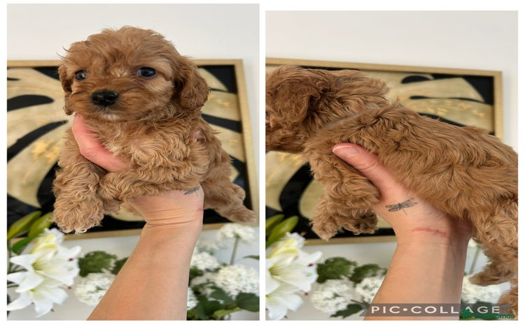 Cockapoo dogs - Advert 2