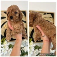 Cockapoo dogs - Advert 11