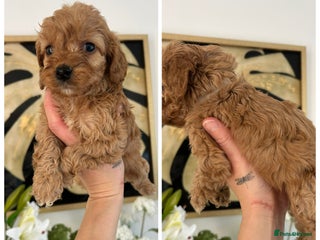 Cockapoo dogs - Advert 6