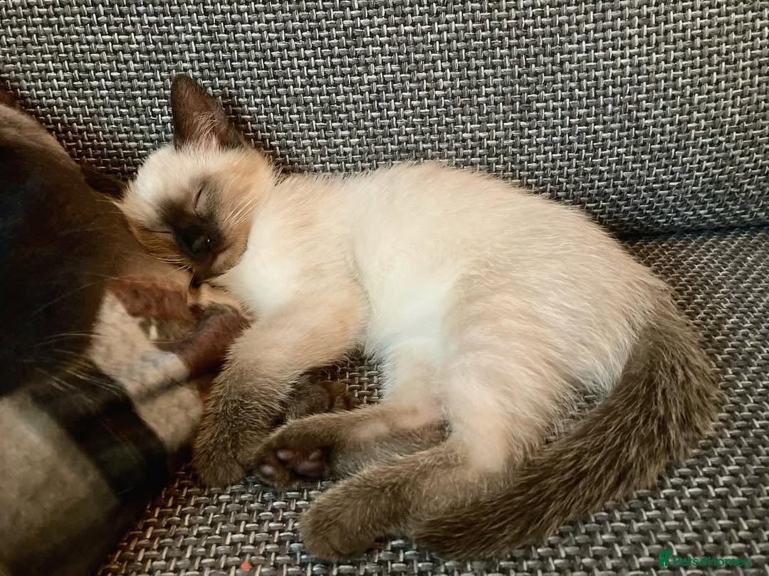 Siamese cats for sale: FULL Litter-trained SIAMESE kittens - Image 4