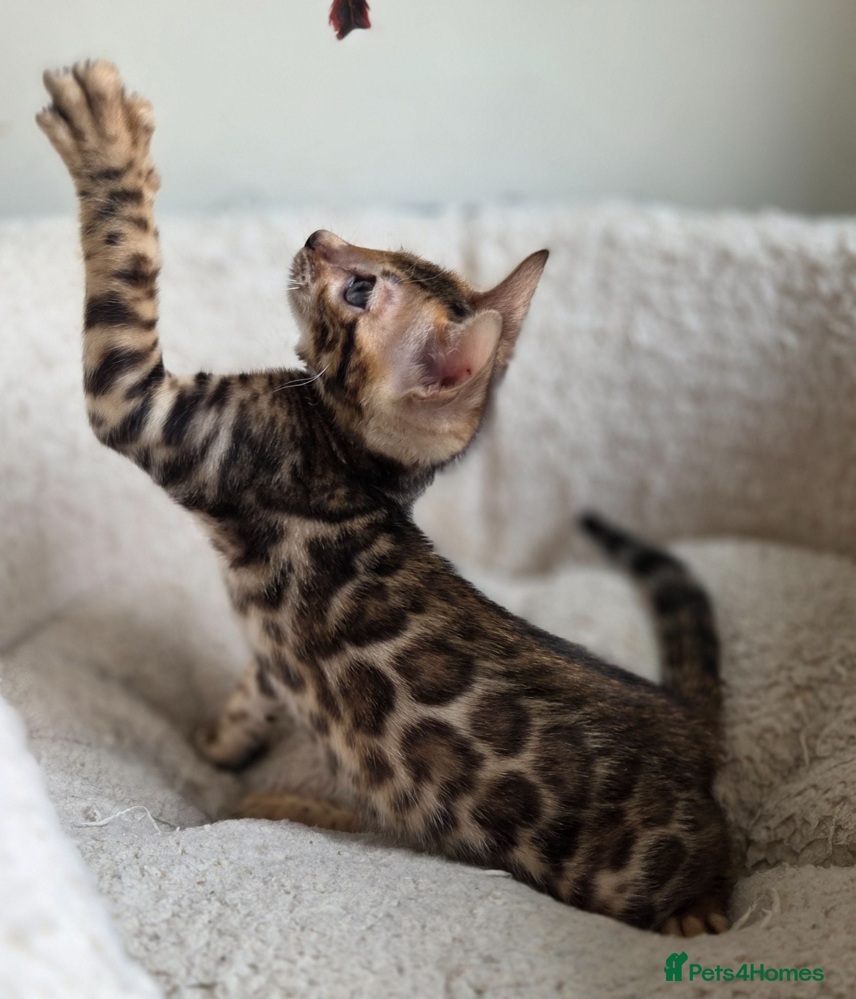 Bengal cats 💥LAST GIRL LEFT-Bengal Tica registered ⚜️ - Advert 4