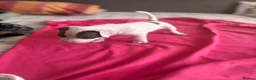 American Bully dogs for sale: Stunning American bully puppies for sale  - Advert 27
