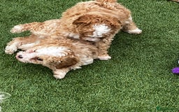Cavapoo dogs for sale: Beautiful cavapoo puppies  - Image 14