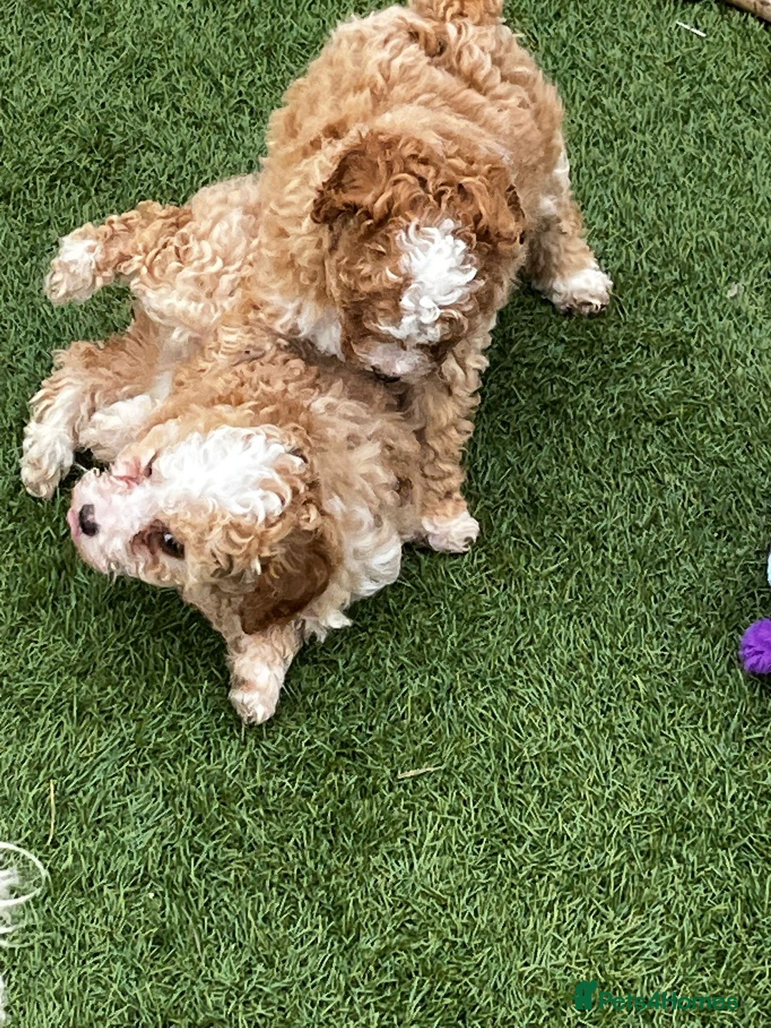 Cavapoo dogs for sale: Beautiful cavapoo puppies  - Image 14
