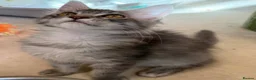 Maine Coon cats for sale: Maine coon kittens 🐱  in London - Advert 6
