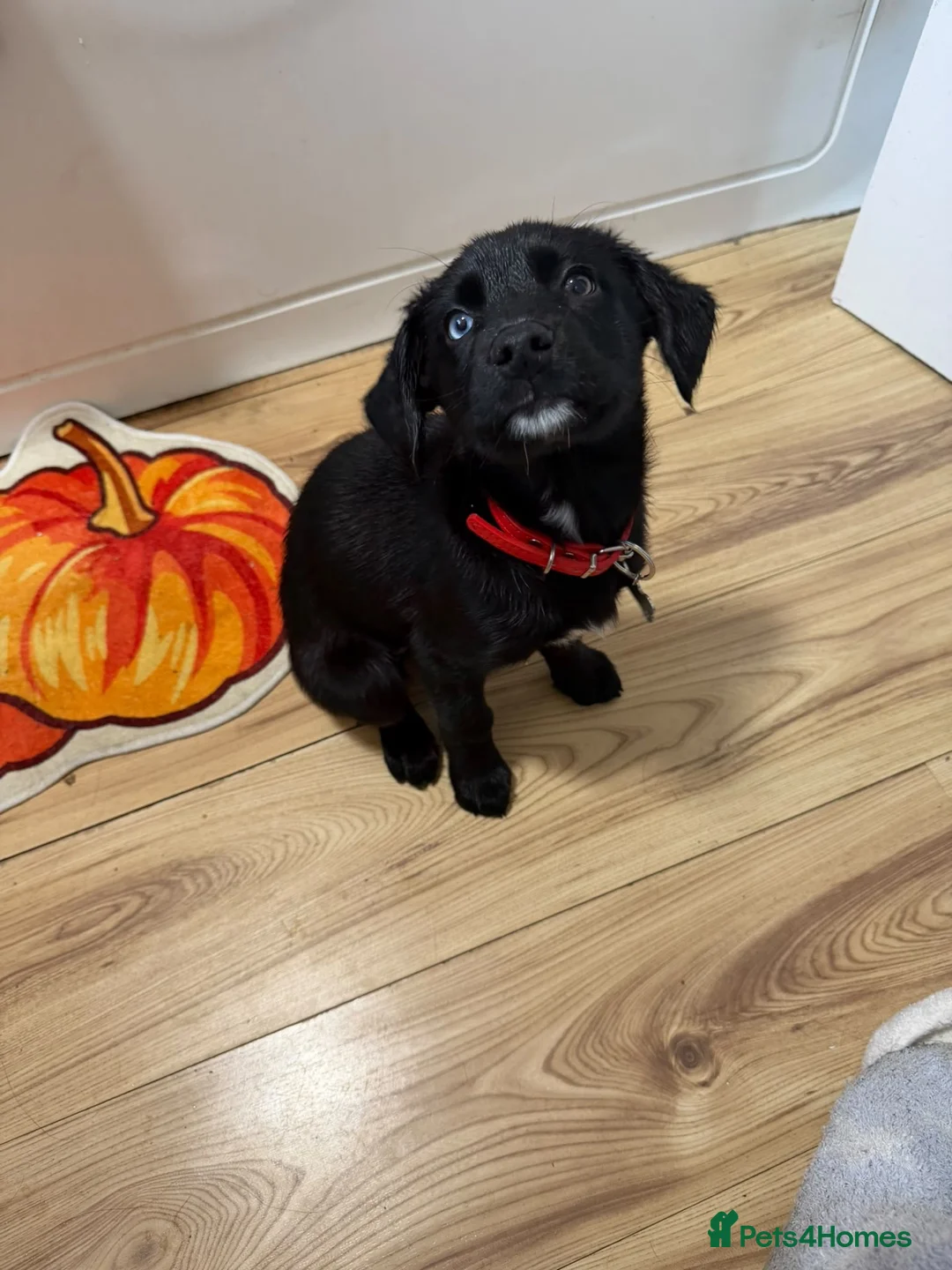 Mixed Breed dogs for sale: Puppy husky x English springer spaniel  - Advert 4
