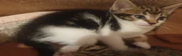 Mixed Breed cats for sale: Sweet Kittens Raised with Love and Children - Advert 9