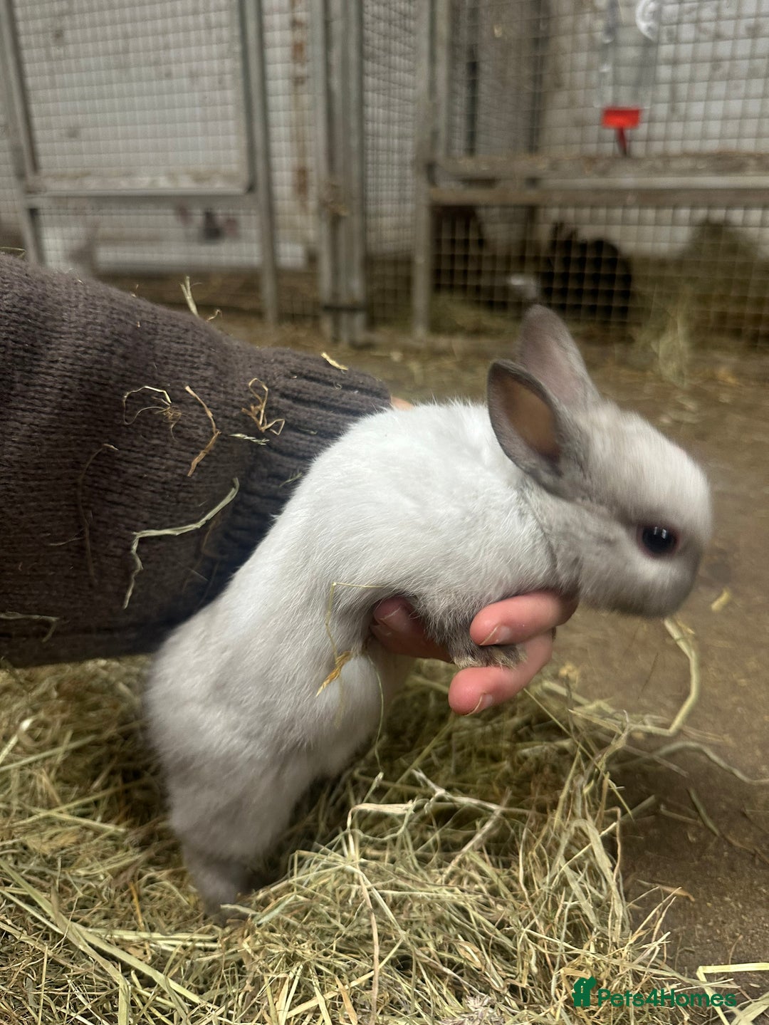 Netherland Dwarf rabbits for sale: Lots of netherland dwarfs for sale - Advert 4