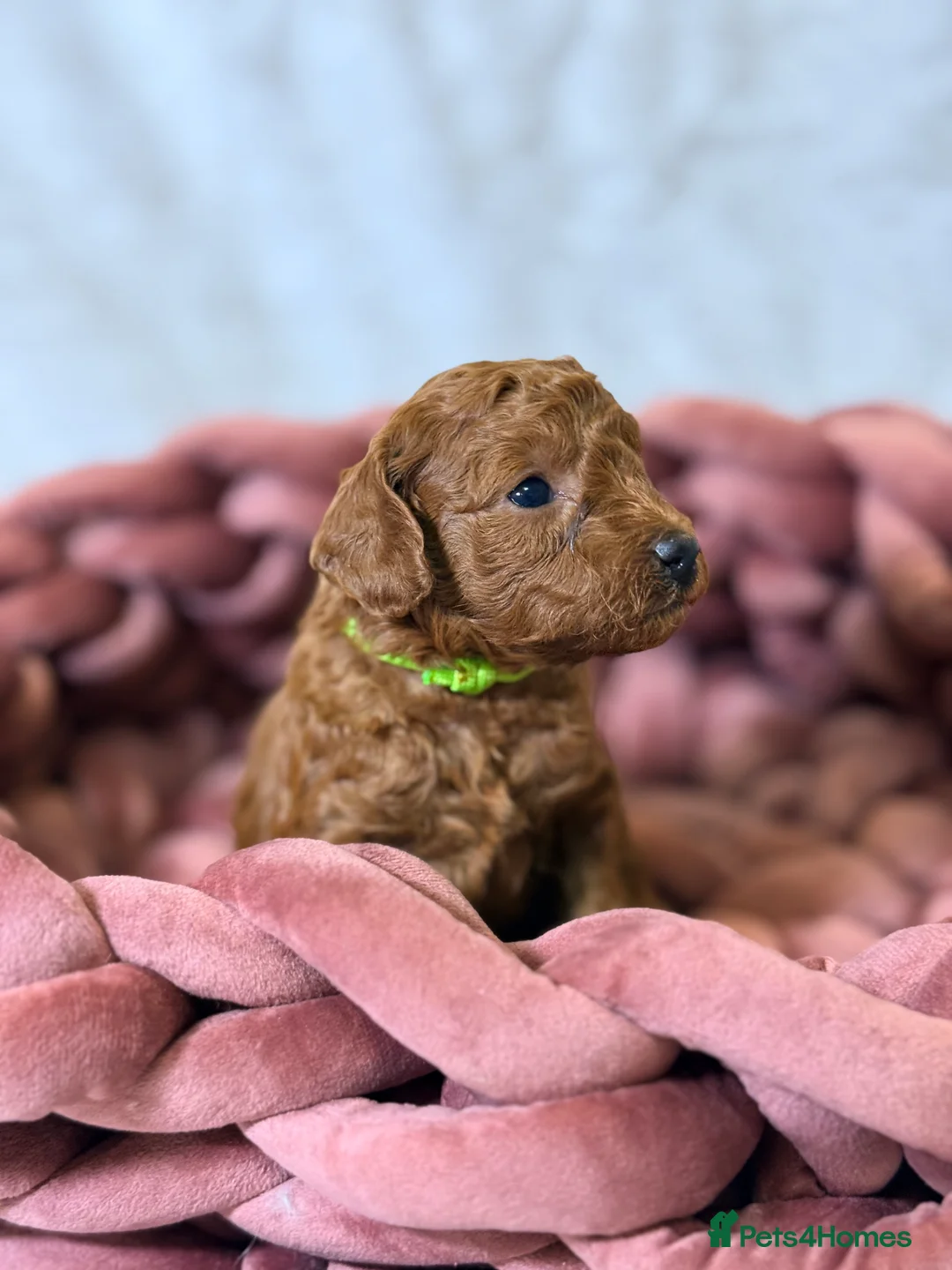 Toy Poodle dogs for sale: ❤️ Exceptional Asian Red Toy Poodle Puppies ❤️ - Advert 27