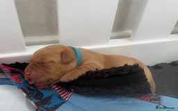 Labrador Retriever dogs for sale: Adorable labrador puppies 🐾  - Image 2