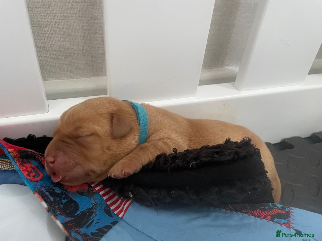 Labrador Retriever dogs for sale: Adorable labrador puppies 🐾  - Image 2