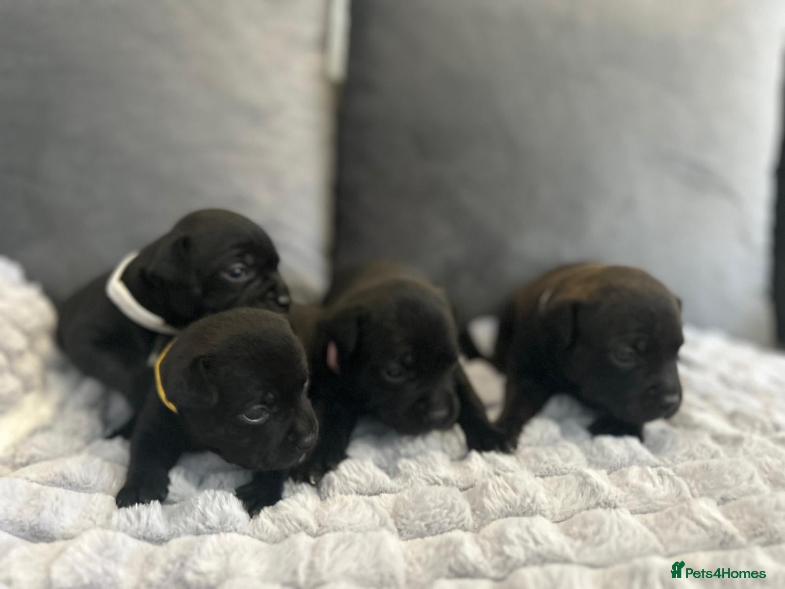 Staffordshire Bull Terrier dogs Staffordshire bull terrier 3 black girls left 😍 - Advert 1