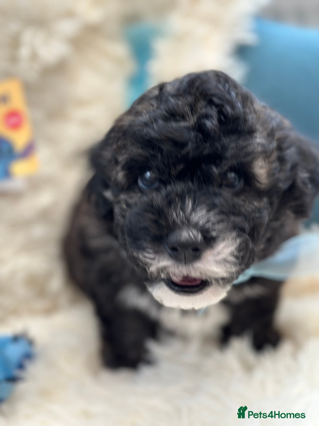 Poochon dogs for sale: Poochon puppies  - Image 36