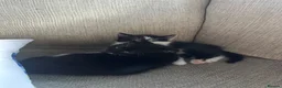 Mixed Breed cats for sale: Kittens for sale - Advert 5