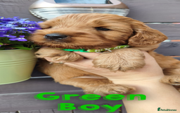 Cockapoo dogs for sale: Beautiful F1 Cockapoo Puppies - 3 boys 1 girl - Image 10