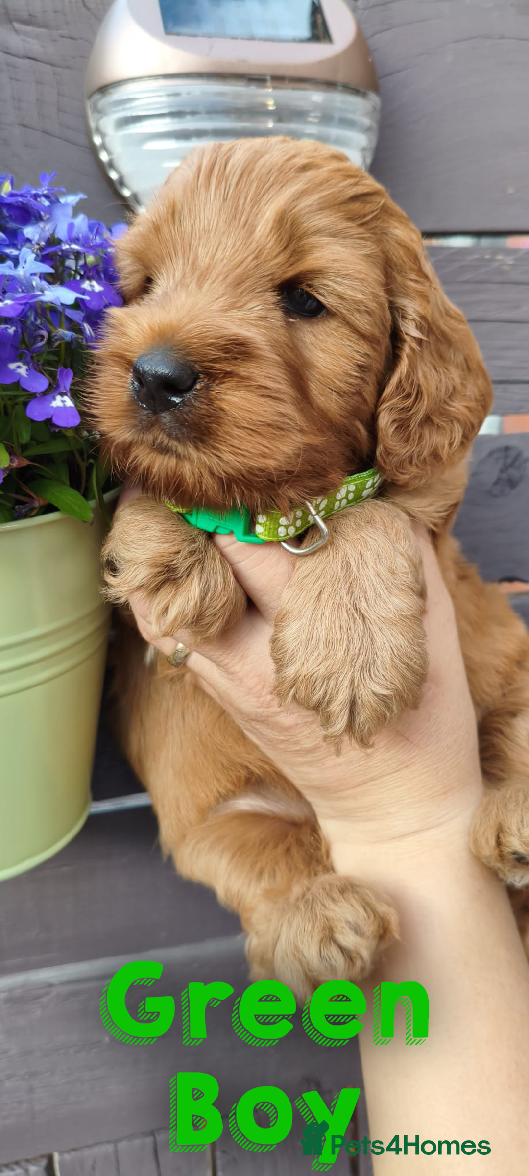 Cockapoo dogs for sale: Beautiful F1 Cockapoo Puppies - 3 boys 1 girl - Image 10