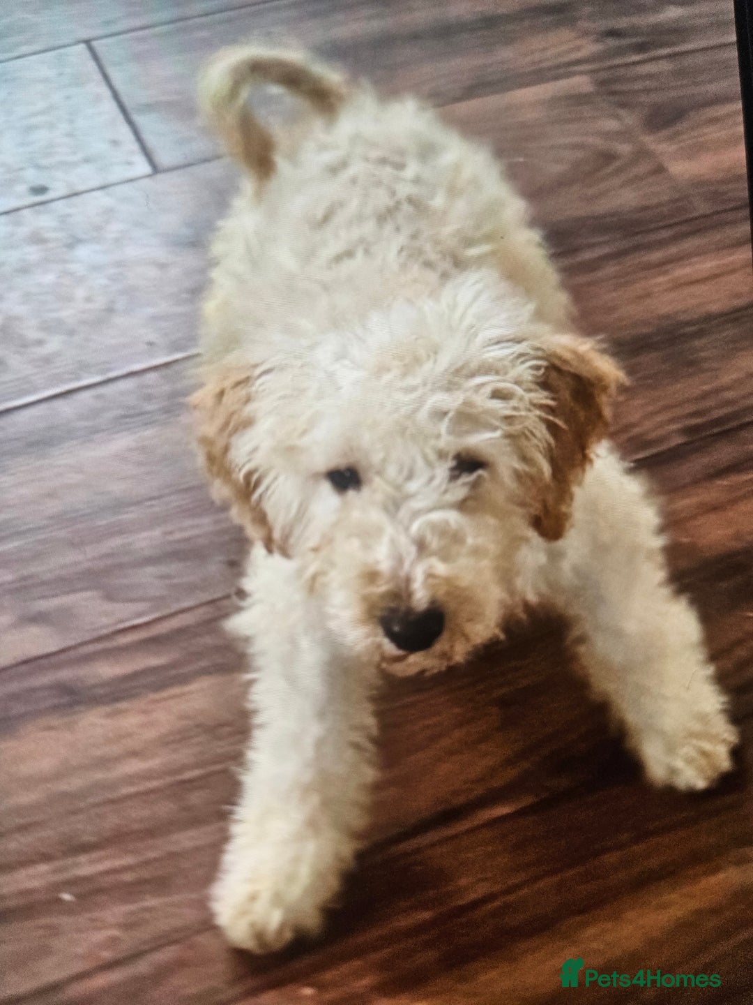 Cockapoo dogs for sale: Cockapoo - Advert 11