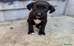 Cocker Spaniel dogs for sale: Cocker Spaniel Puppies  - Image 3