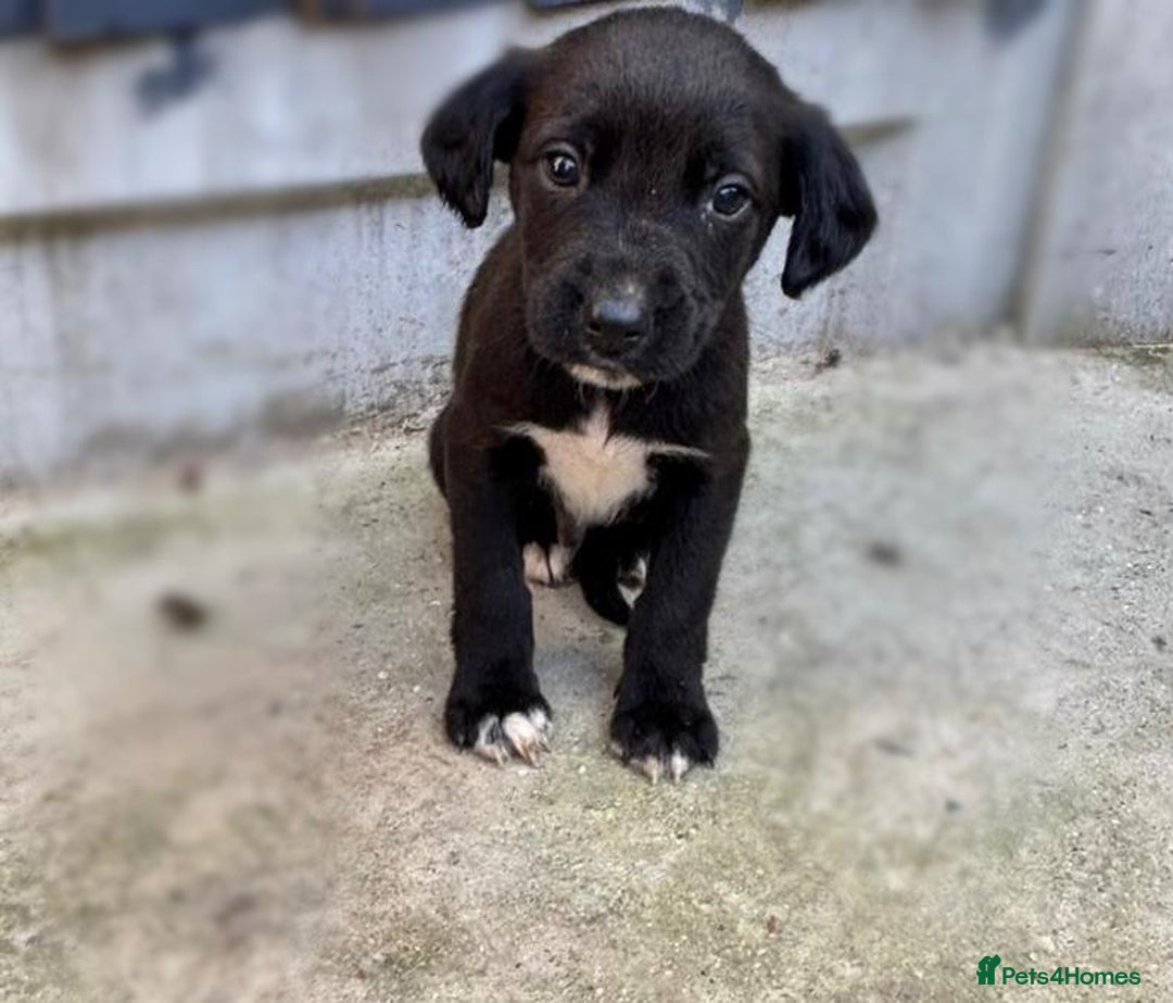 Cocker Spaniel dogs for sale: Cocker Spaniel Puppies  - Image 3
