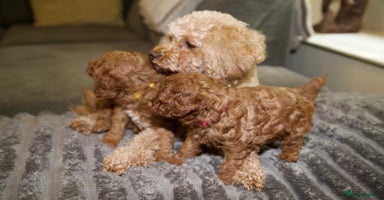 Cavapoochon dogs - Advert 1