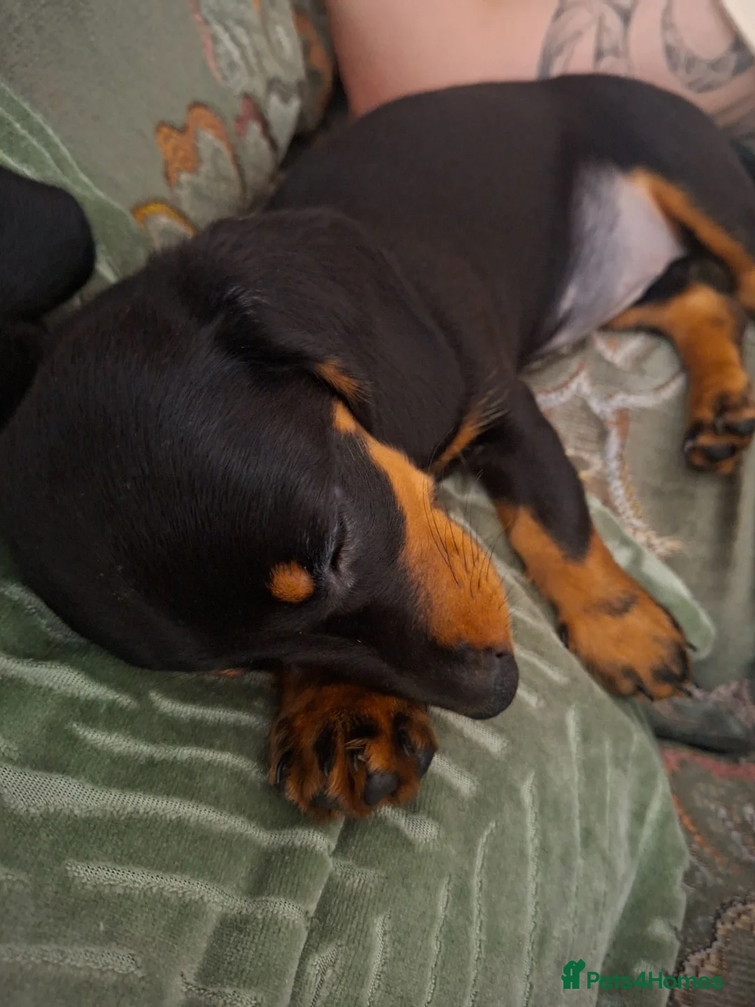 Dachshund dogs for sale: Miniature dachshund  - Advert 2