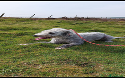 Mixed Breed dogs for sale: Lurcher cross collie  - Image 8