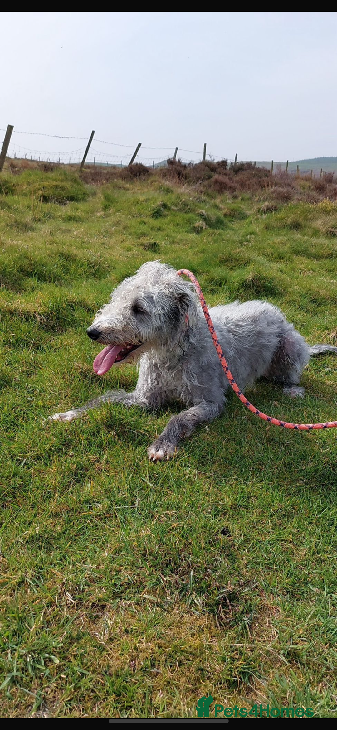 Mixed Breed dogs for sale: Lurcher cross collie  - Image 8