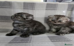 Scottish Fold cats for sale: Scottish-fold/straight ears kittens grey colour - Image 9