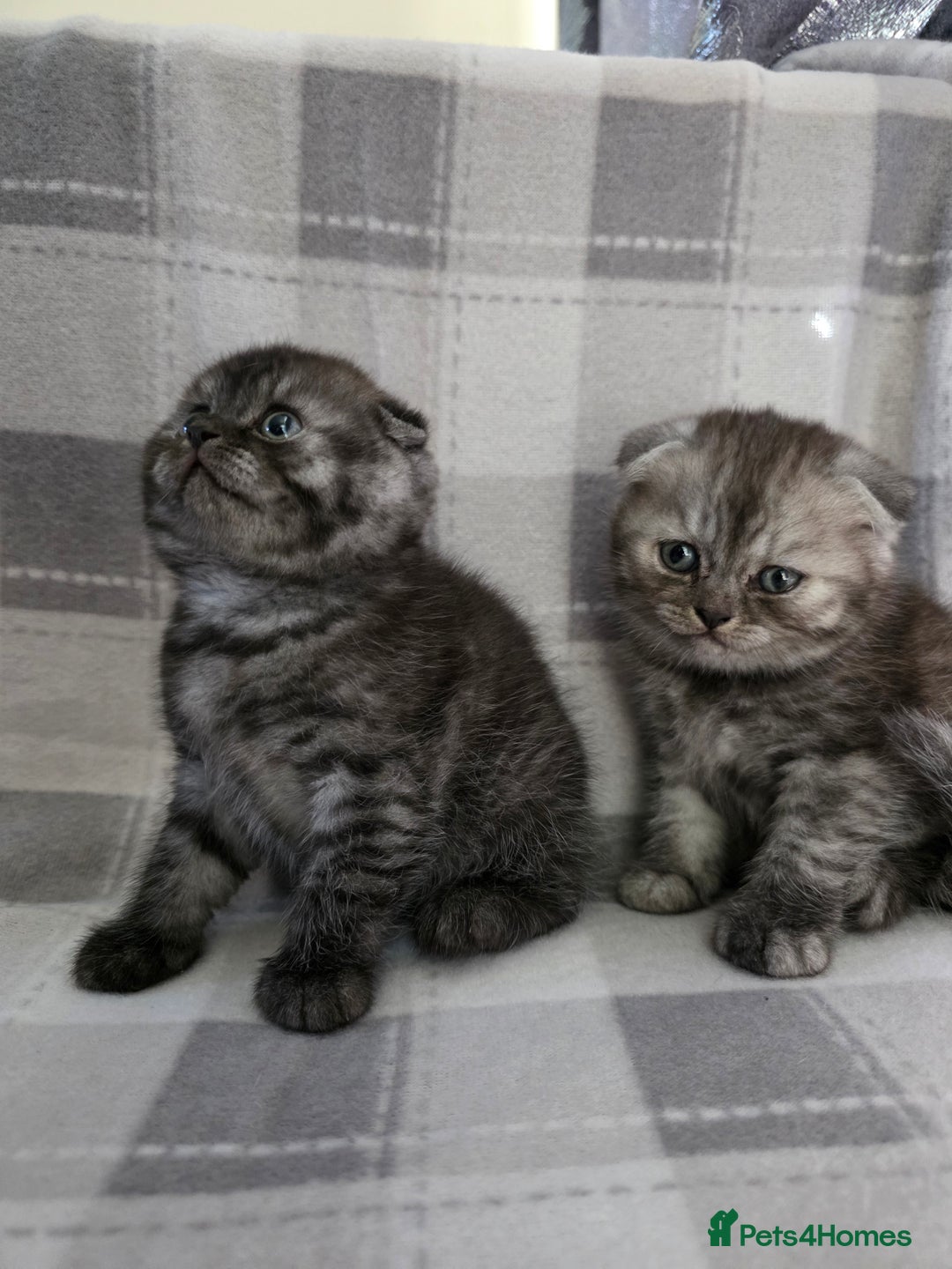 Scottish Fold cats for sale: Scottish-fold/straight ears kittens grey colour - Image 9