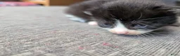 Mixed Breed cats for sale: Black and White Kittens - Advert 7