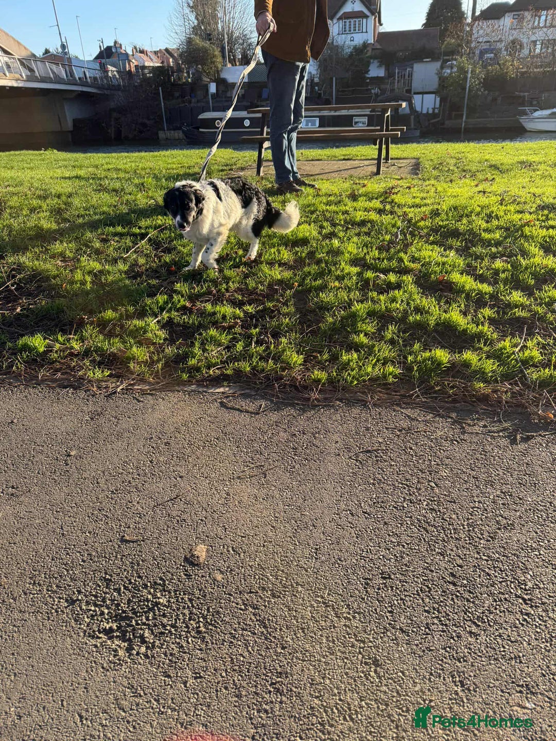 Mixed Breed dogs for adoption: TILLY (PUP) - Advert 4