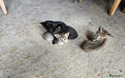 Savannah cats for sale: F4 Savannah Kittens 3x Brown Spotted 2x Melanistic - Image 11