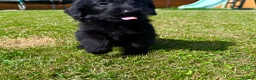 Labradoodle dogs for sale: Beautiful Merle Labradoodle Babies 🐾🐾🐾 - Advert 17