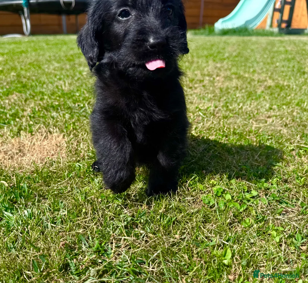 Labradoodle dogs for sale: Beautiful Merle Labradoodle Babies 🐾🐾🐾 - Advert 1